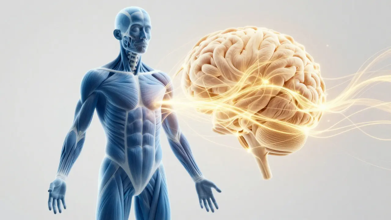 Abstraktní ilustrace spojující anatomii svalů s energetickými proudy